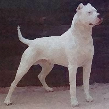 Dogo Argentino / Argentinian Dog