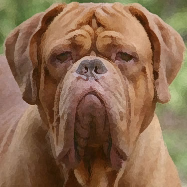 Dogue de Bordeaux / French Mastiff
